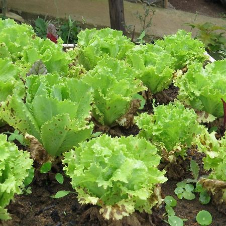 Ujarrás Rinconcito Verde المظهر الخارجي الصورة