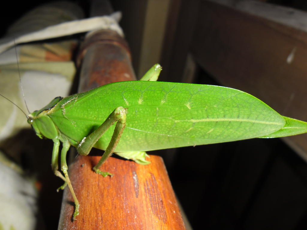 Ujarrás Rinconcito Verde المظهر الخارجي الصورة