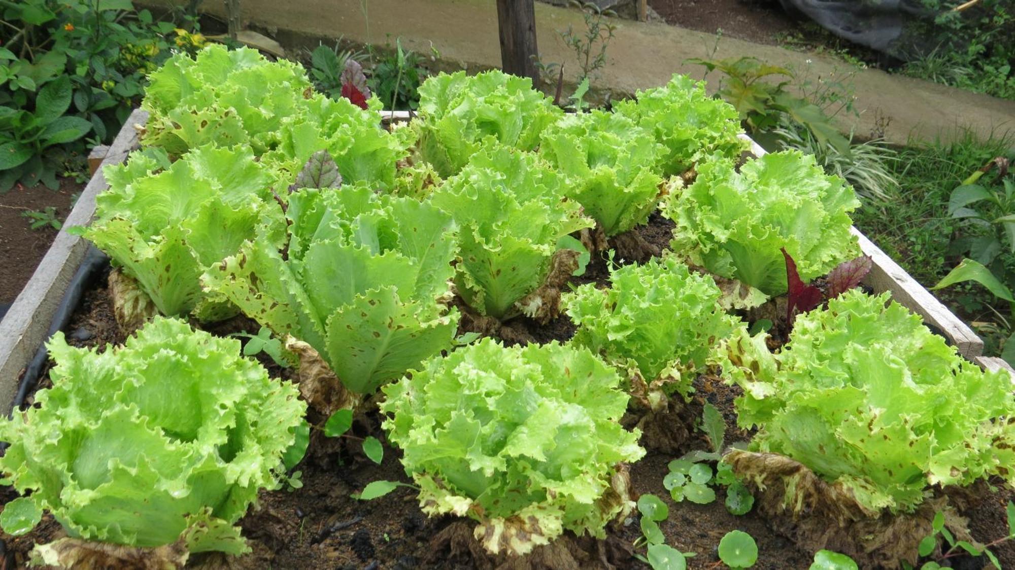 Ujarrás Rinconcito Verde المظهر الخارجي الصورة
